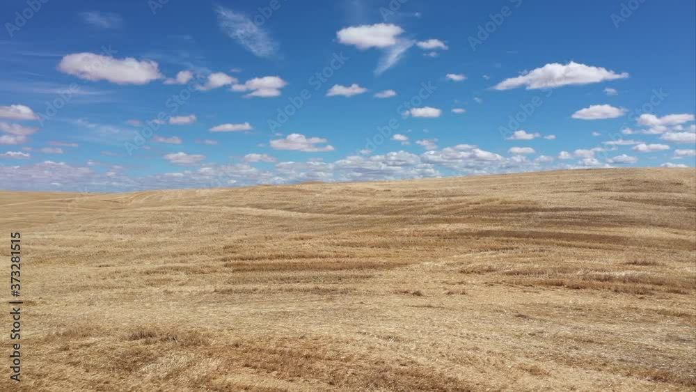 Rolling wheat fields Rolling wheat fields