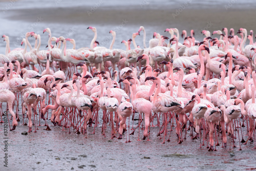 Obraz premium Greater flamingo (Phoenicopterus roseus) and lesser flamingo (Phoeniconaias minor) foraging.