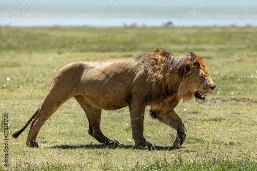 Male lion with wet mane walking in Ngorongoro Crater in Tanzania