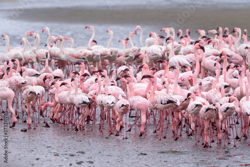 Greater flamingo (Phoenicopterus roseus) and lesser flamingo (Phoeniconaias minor) foraging.