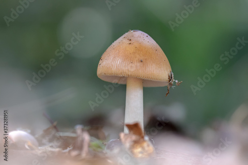Mushroom macro photo, autumn photography
