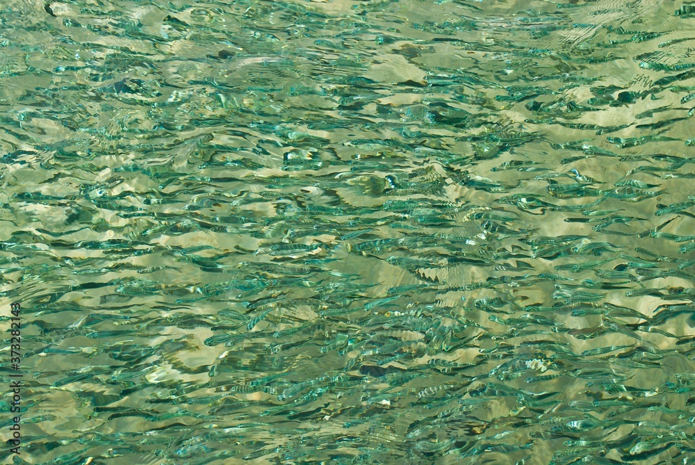 shoal of sea fish in the shallow waters of the Red Sea shoal of sea fish in the shallow waters of the Red Sea