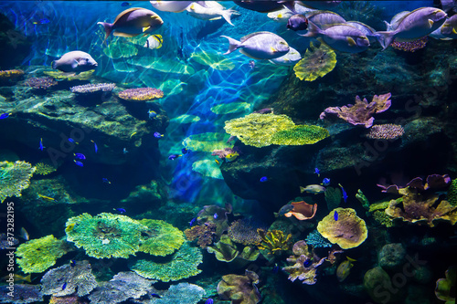 Aquarium with colorful corel and fish photo