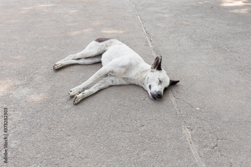 Fototapeta premium Thai dog sleeping happily on the road