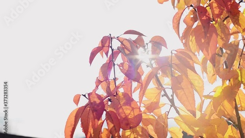 branch with autumn red and yellow cherry leaves on sky background, close up full HD stock video footage in real-time with copy space