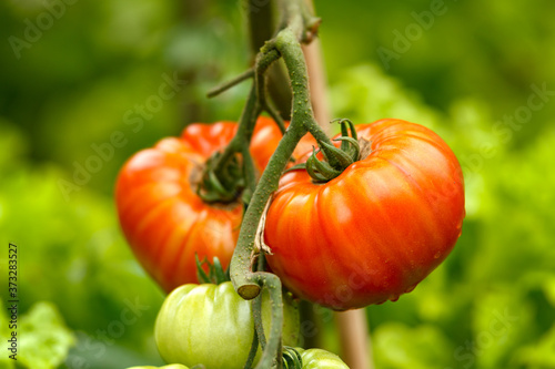Tomato Gigantomo F1 Hybrid fruit plant growing in summer kitchen garden