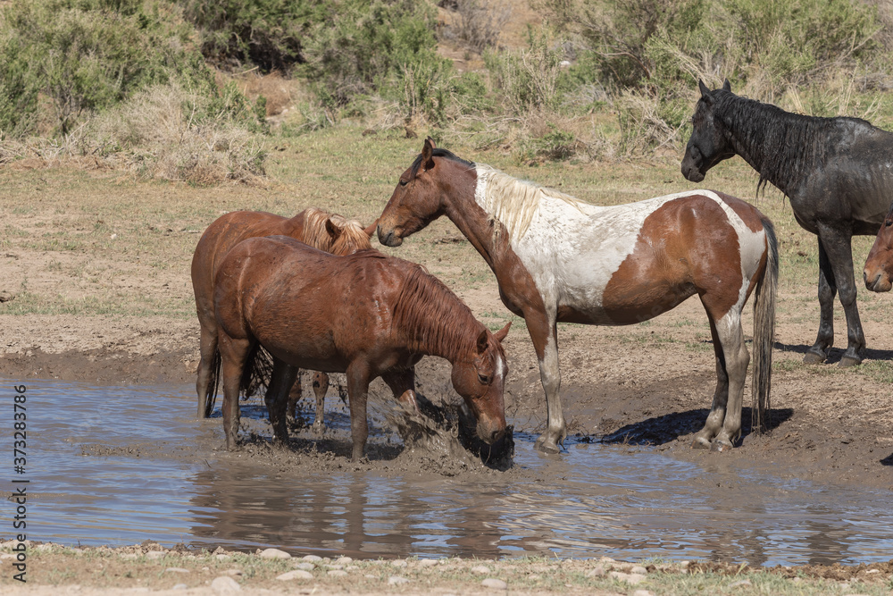 Wild horses at a Desert Waterhole in Utah Wild horses at a Desert Waterhole in Utah