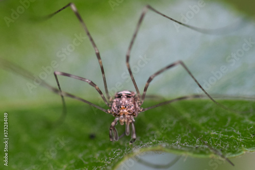 Tiny spider detailed macro photo © Kim de Been