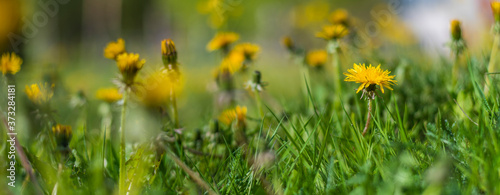 Bunch of beautiful wild yellow blooming flowers with green grass background with fresh sunlight