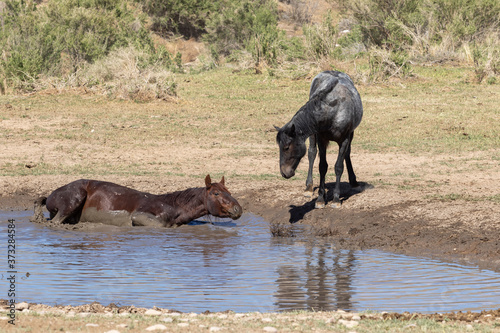 Wild horses at a Desert Waterhole in Utah