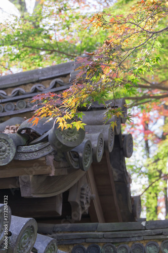 Shimogamo Shrine's autumn leaves, Shimogamo, Sakyo Ward, Kyoto City, Kyoto Prefecture.