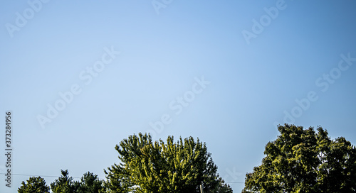 A landscape of a light blue sky with green oak trees