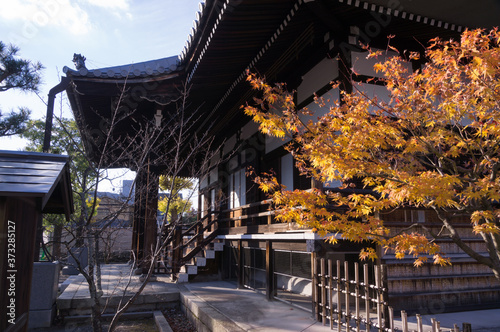 Tablou pe pânză Autumn leaves at Shoukokuji Temple, Imadegawa-dori, Kamigyo-ku, Kyoto-shi, Kyoto Prefecture