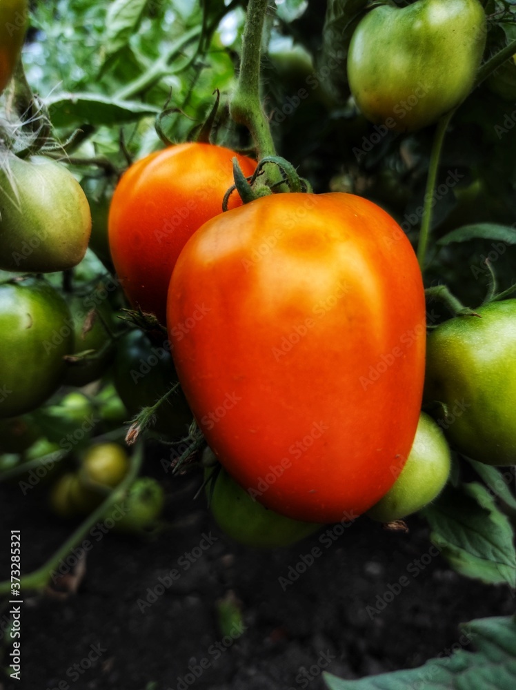 tomatoes in a greenhouse