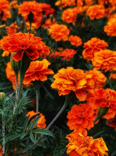 orange flowers in garden © Ольг Малахов