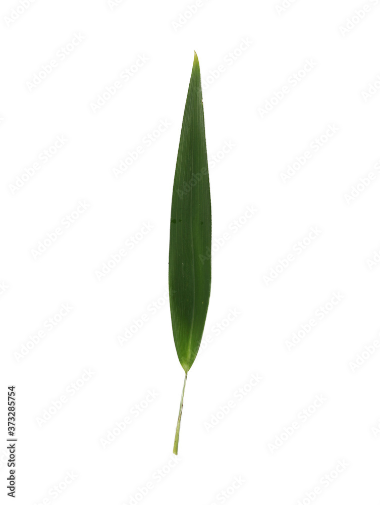 Leaf samples from nature in Thailand. Leaf samples from nature in Thailand.