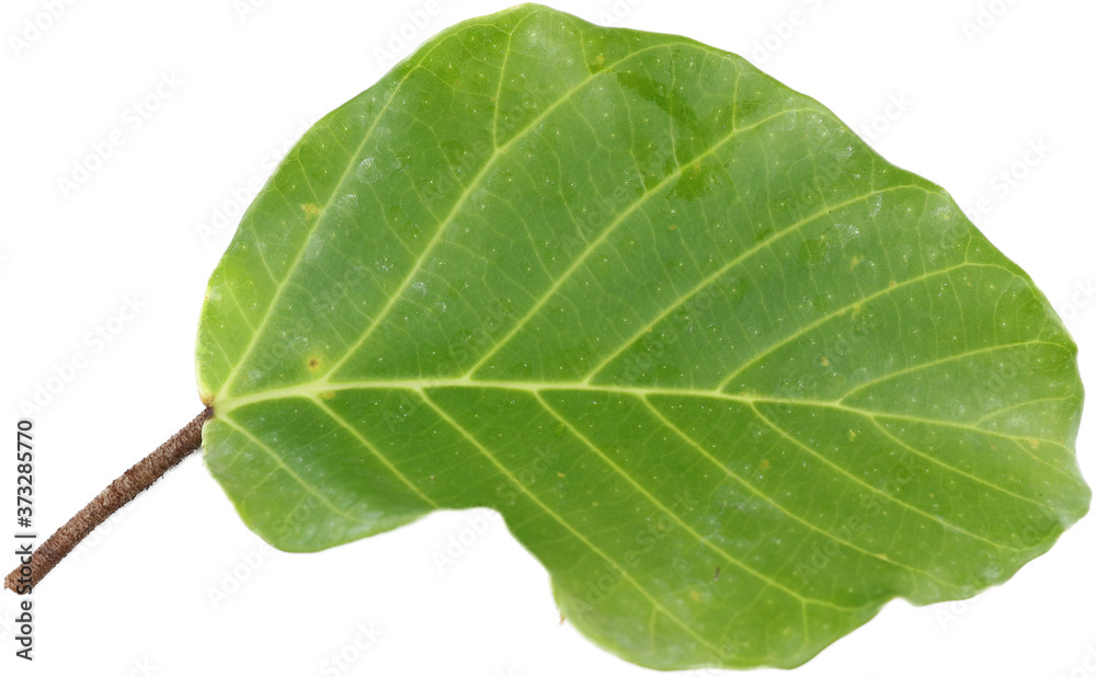 Leaf samples from nature in Thailand. Leaf samples from nature in Thailand.