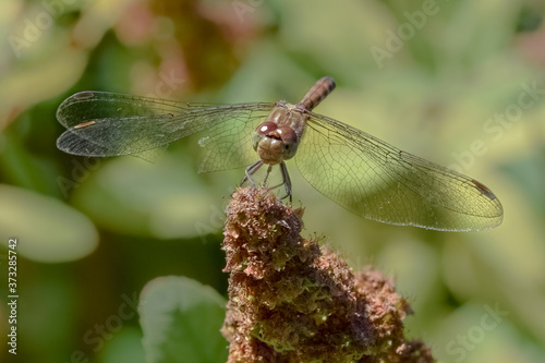 Dragonfly macro close up photo