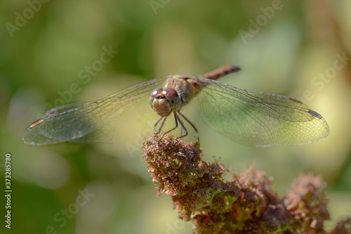 Dragonfly macro close up photo © Kim de Been