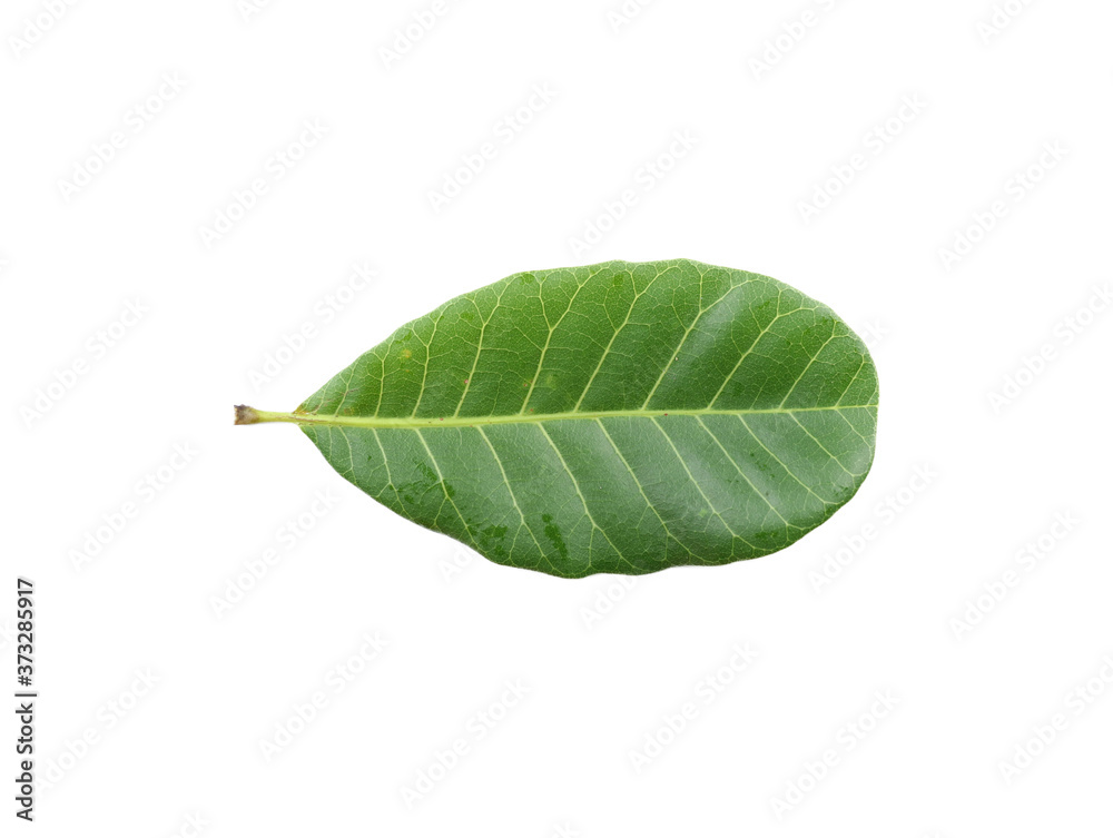 Obraz premium Leaf samples from nature in Thailand.