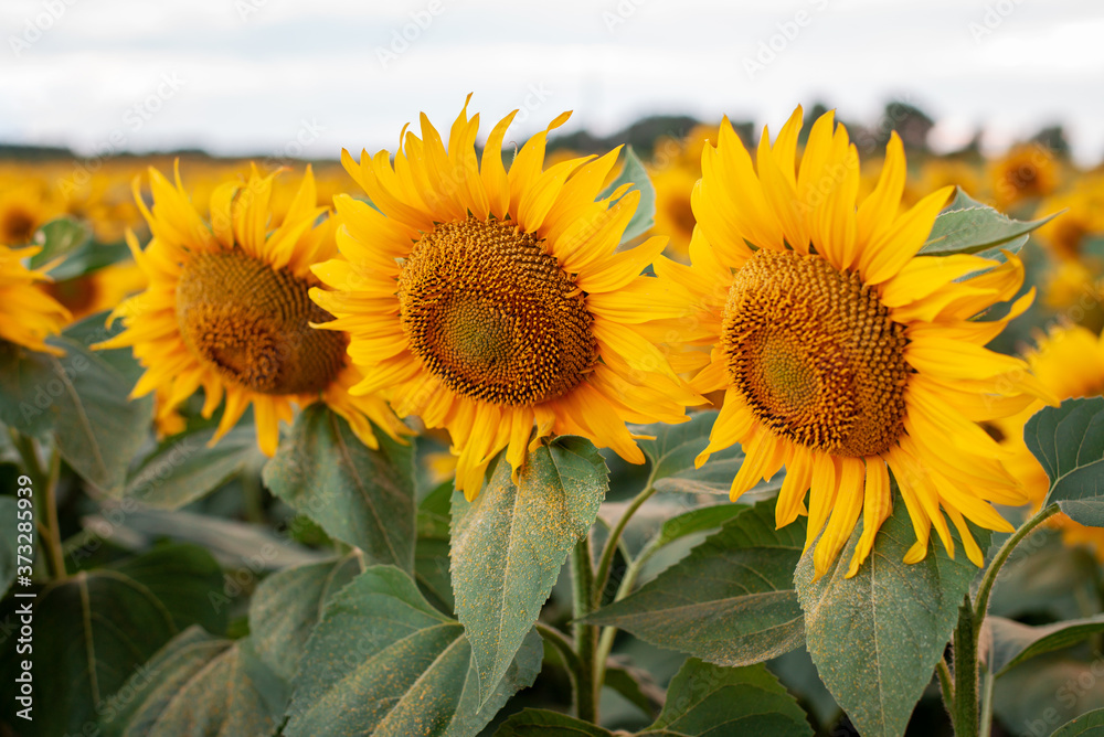 Close-up picture of ripe sunflowers in the agricultural field