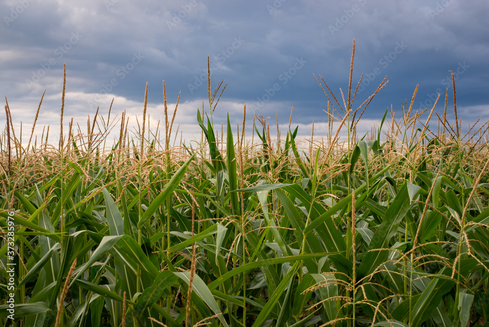 Landscape of big field of corn with dark rainy clouds on the background Landscape of big field of corn with dark rainy clouds on the background