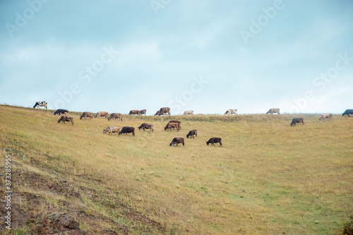 cows in the field and dark sky © vardan