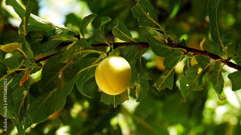 fruits of a wild fruit tree called mirabelka plum next to a dirt road in the village of Fasty in Podlasie, Poland fruits of a wild fruit tree called mirabelka plum next to a dirt road in the village of Fasty in Podlasie, Poland