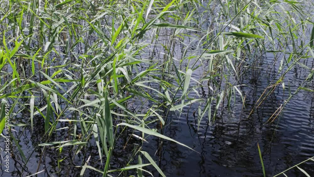 Beautiful natural water landscape view. Green plants on water surface and green trees on coast. Beautiful natural water landscape view. Green plants on water surface and green trees on coast.