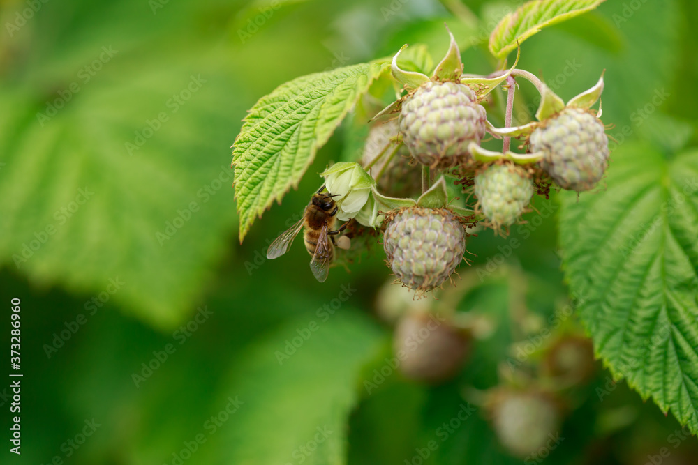 raspberry in the garden