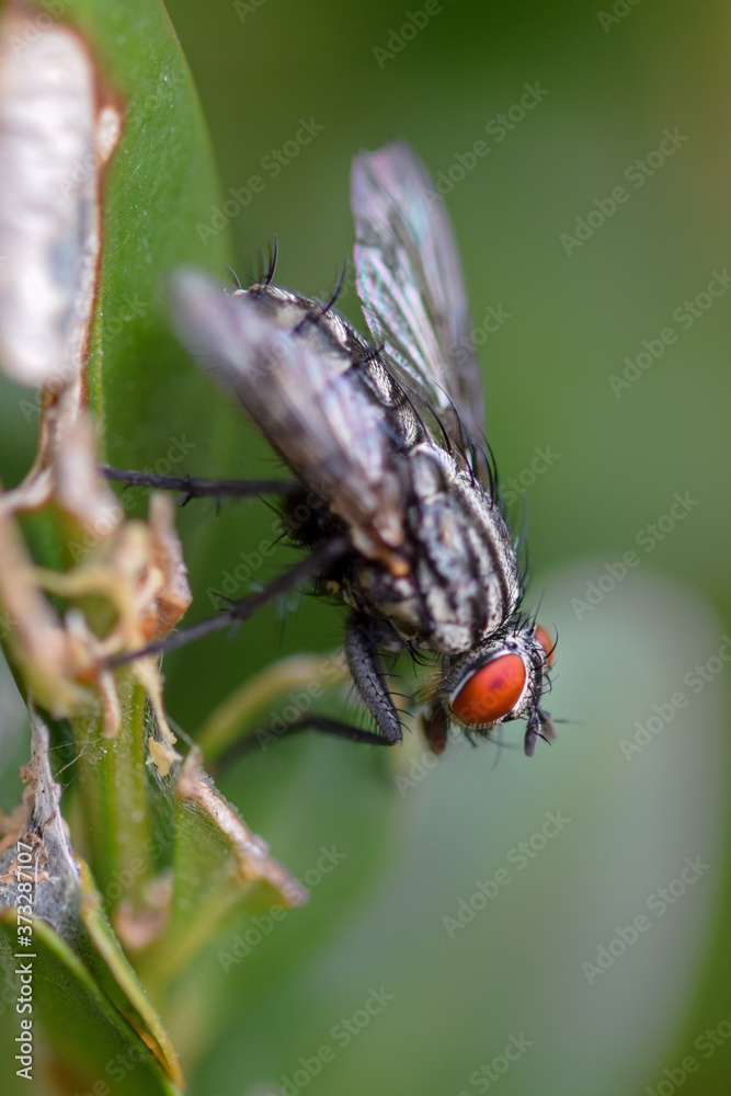 Fototapeta premium Fly macro close-up, insect photography