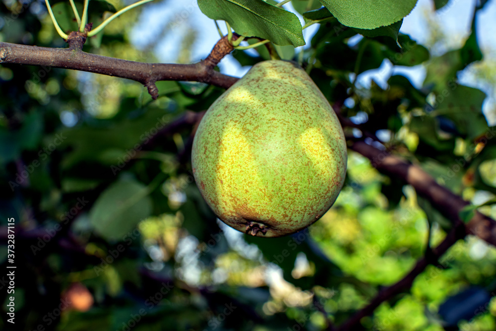 ripe pear on a branch in the garden ripe pear on a branch in the garden