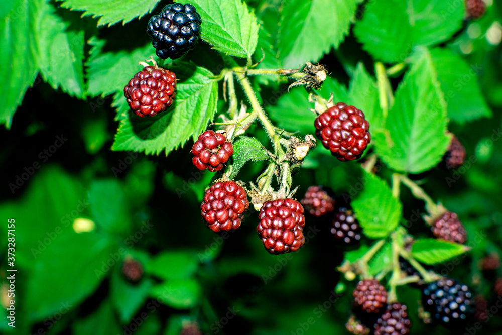 blackberries on a branch in the garden blackberries on a branch in the garden