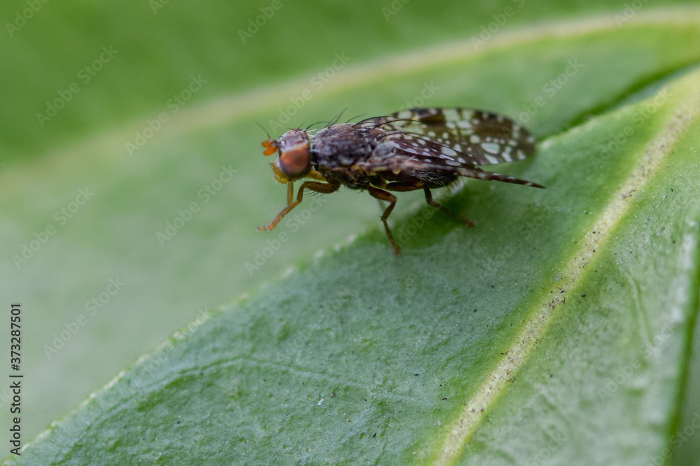 Fly insect macro photography