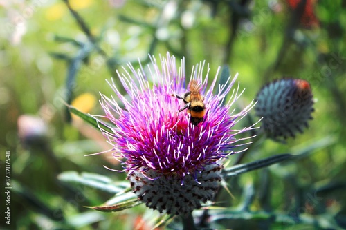 bumblebee on thistle