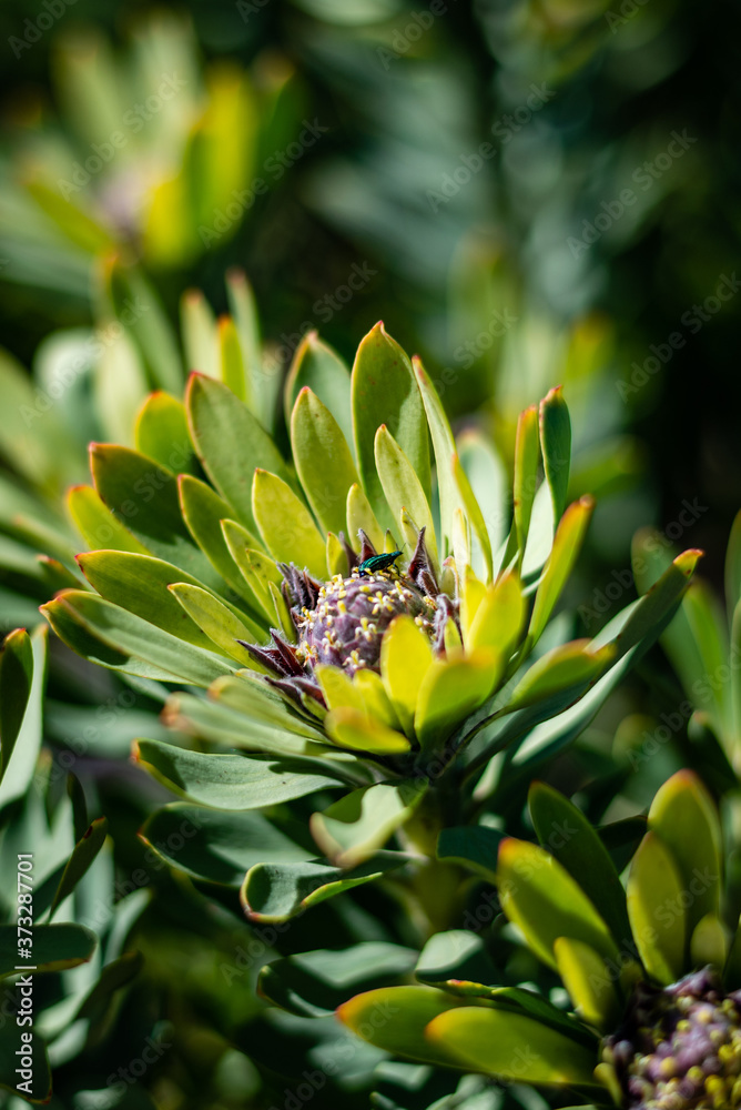 Fototapeta premium Fynbos & Bug