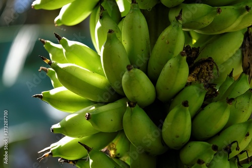 Banana fruits  is an elongated  edible fruit