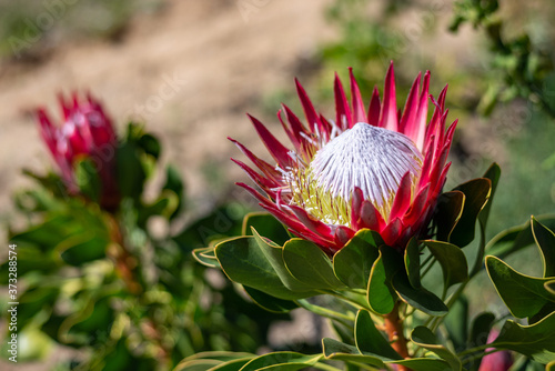 King Protea in Garden