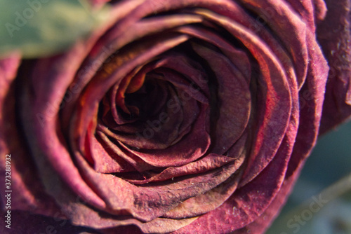 Beautiful dark purple red rose macro.