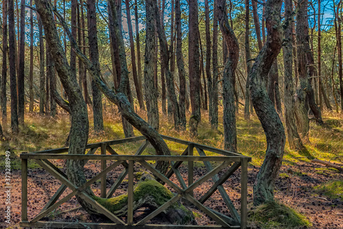 Tablou pe pânză The Curonian Spit Dancing forest