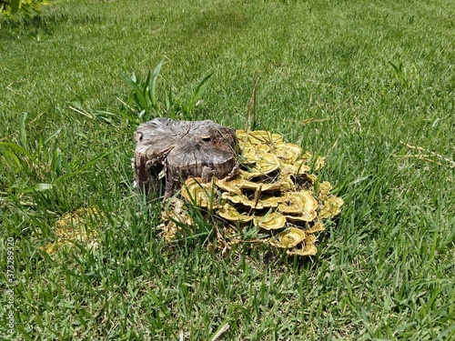 mushroom in the grass