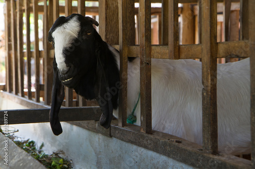 etawa goat or jamnapari goat in the farm photo