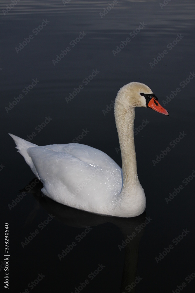Fototapeta premium Schwan