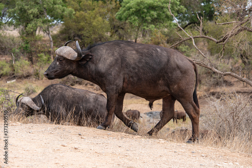 Buffle d Afrique  Syncerus caffer  Parc national Kruger  Afrique du Sud