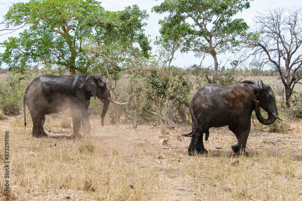 Fototapeta premium Éléphant d'Afrique, jeune, Loxodonta africana, Parc national Kruger, Afrique du Sud
