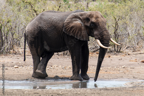   l  phant d Afrique  jeune  Loxodonta africana  Parc national Kruger  Afrique du Sud