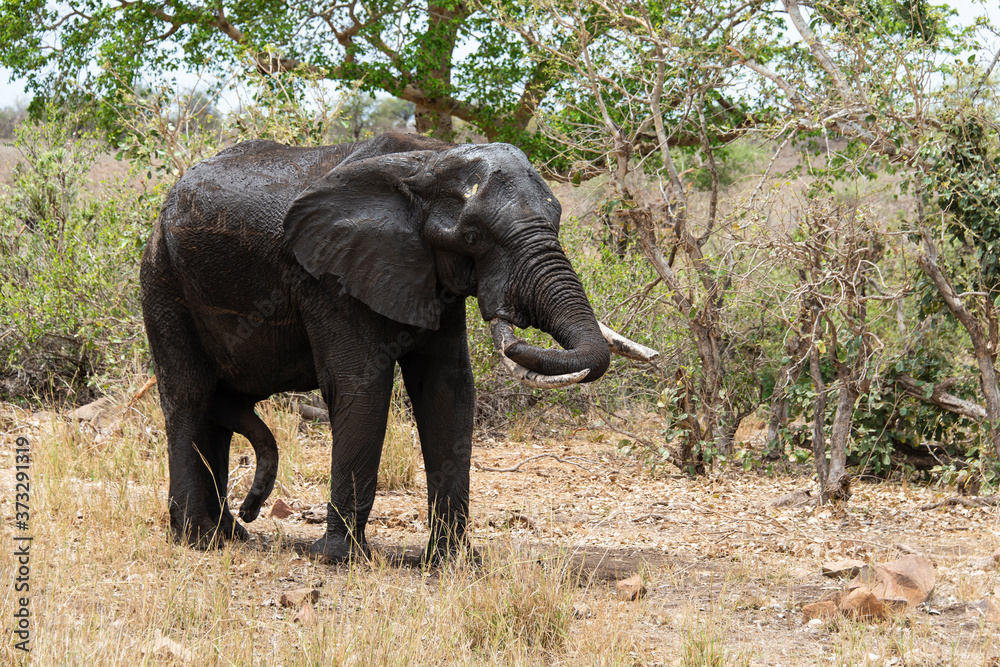 Fototapeta premium Éléphant d'Afrique, jeune, Loxodonta africana, Parc national Kruger, Afrique du Sud