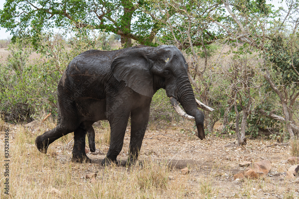 Fototapeta premium Éléphant d'Afrique, jeune, Loxodonta africana, Parc national Kruger, Afrique du Sud