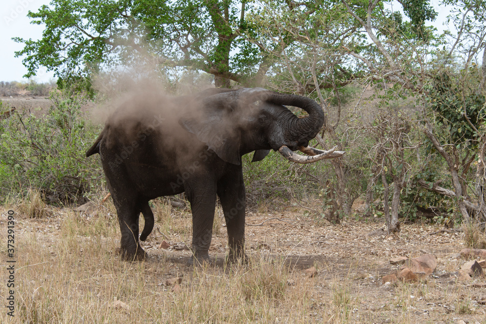Obraz premium Éléphant d'Afrique, jeune, Loxodonta africana, Parc national Kruger, Afrique du Sud