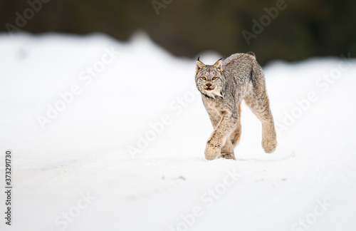 Photography Canadian lynx in the wild